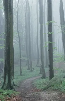European Beech Tree Forest Drucke: Path in Beech Forest in spring