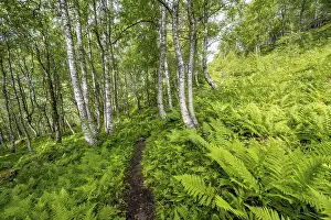 Innerdalen Valley Scenery Drucke: Path between birch trees in the forest