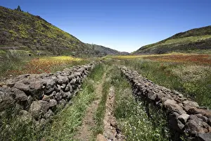 Flowering Mountain Range Drucke: Path through blooming vegetation