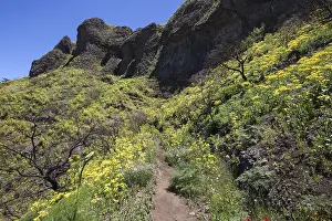 Uninhabited Mountainous Landscape Drucke: Path through blooming vegetation
