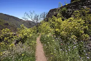 Canary Island Mountain Range Drucke: Path through blooming vegetation
