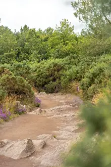 Uninhabited European Landscape Drucke: Path in the Broceliande forest