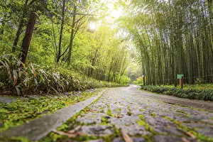 Deserted Mountain Path Drucke: A path in china with bamboo trees