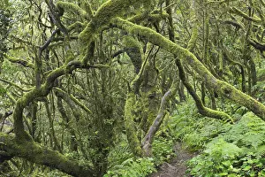Laurel Forest Spain Drucke: Path in the cloud forest, laurel forest