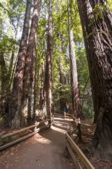 California Nature Photography Drucke: Path, coast redwoods (Sequoia sempervirens)