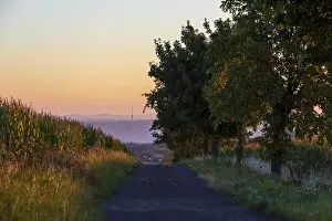 Elbe Valley Landscape Drucke: Path between corn fields at sunrise