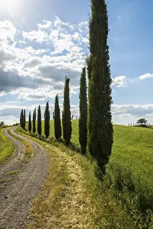 Val D Orcia Landscape Drucke: Path with cypresses, Val d Orcia