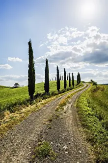 Hilly Countryside Siena Province Drucke: Path with cypresses, Val d Orcia