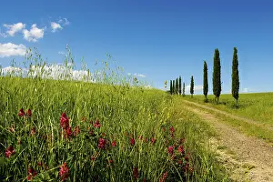 Val D Orcia Landscape Drucke: Path with cypresses, Val d Orcia