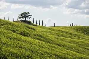 Val D Orcia Landscape Drucke: Path with cypresses, Val d Orcia