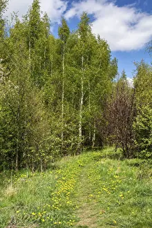 Common Dandelion Flower Drucke: Path with dandelion into a birch forest in spring in Ystad