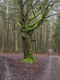 Hiking In Northern Germany Drucke: Path in the Darss forest between Prerow and Ahrenshoop