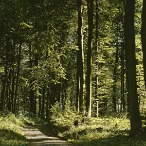 Baden Wurttemberg Landscape Drucke: Path through deciduous forest in summer