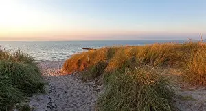 Deserted Beach Path Drucke: Path through the dunes to the beach