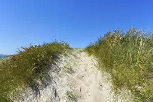 Scandinavian Coastal Landscape Drucke: Path through Dunes too the Beach