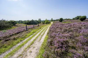 Lower Saxony Nature Park Drucke: Path through flowering heathland