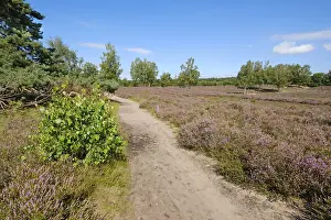 Central European Landscape Photo Drucke: Path through the flowering heathland