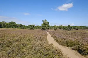 Westruper Heide Germany Drucke: Path through the flowering heathland