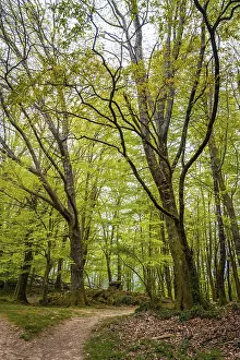 Basque Country Landscape Drucke: Path in the forest, Basque country