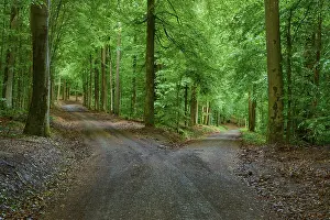 Deserted Forest Track Germany Drucke: A path in the forest divides into two paths surrounded by thick green leaves