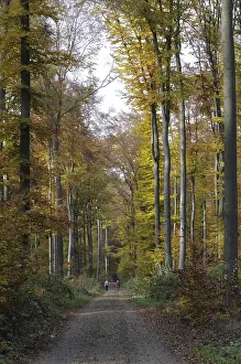 Autumn Colored Leaves Drucke: Path, forest path, autumn forest