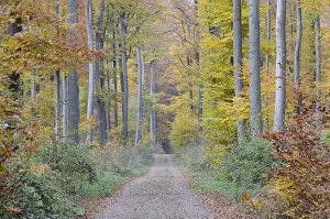 Autumn Mood In The Woods Drucke: Path, forest path, autumn forest
