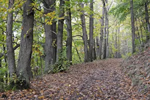 Autumn Forest Path Drucke: Path, forest path, autumn forest