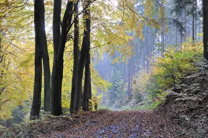 Beech Tree Forest Scenery Drucke: Path, forest path, autumn forest