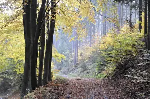 Forest Trail Photography Drucke: Path, forest path, autumn forest