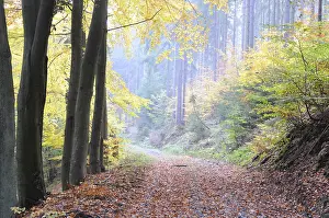 Forest Trail Photography Drucke: Path, forest path, autumn forest