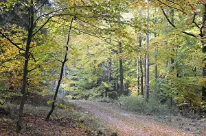 Fall Season Colors Drucke: Path, forest path, autumn forest