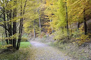 Colorful Autumn Leaves Drucke: Path, forest path, autumn forest