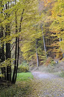 Forest Trail Photography Drucke: Path, forest path, autumn forest