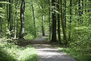 Deserted Hiking Trail Drucke: Path, forest path, forest, forest