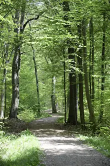 Hiking Trail Photography Drucke: Path, forest path, forest, forest