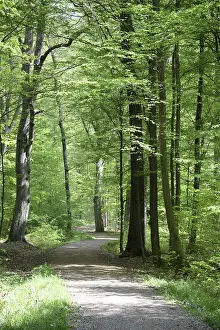 Hiking Trail Photography Drucke: Path, forest path, forest, forest