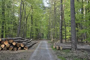 Wooded Landscape Drucke: Path, forest road, tree trunks
