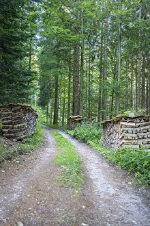 Central Europe Open Air Drucke: Path through forest with stacked wood