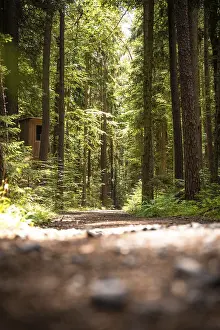 Deserted Forest Path Drucke: Path in the forest in sunlight