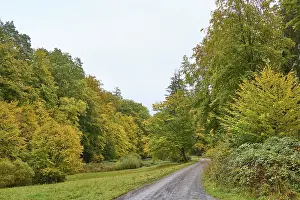 Autumn Forest Path Drucke: Path, forest, valley, meadow, foliage
