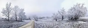 Bavaria Winter Scene Drucke: Path between frost-covered trees