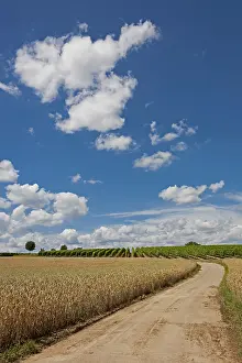 Grain Field Landscape Drucke: Path between grain and vine fields