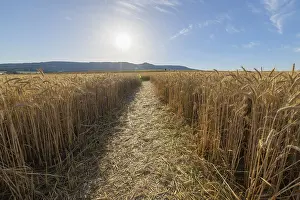 Grainfield Germany Drucke: Path through grainfield with sun