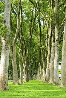 Tree Row Landscape Drucke: A path of green grass between rows of trees