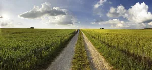 Bavarian Countryside View Drucke: Path leading through corn fields at sunset