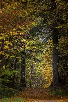Atmospheric Autumnal Scene Drucke: A path leads through an autumn forest