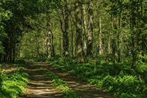 Bavarian Forest Drucke: A path leads through a green forest