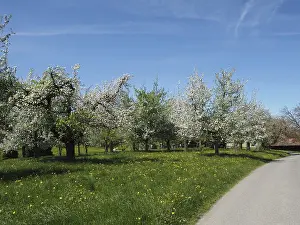 Thurgau Canton Switzerland Drucke: A path leads along a meadow with blooming fruit trees