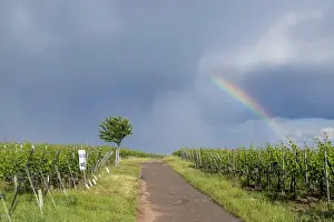 German Countryside Views Drucke: A path leads through a vineyard under a cloudy sky with a rainbow