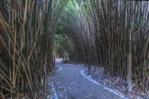 Botanical Garden Exterior View Drucke: Path lined with bamboo (Bambusoideae)
